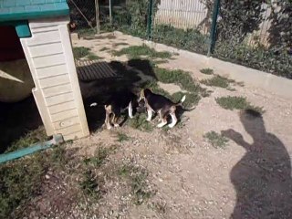 Beagle Mâles du 6 juin 2015