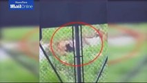 Shocking moment that young bear is savaged by tigers in zoo at Shanghai Wild Animal park (FULL)