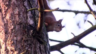 Red squirrels are fighting back at Formby National Trust nature reserve