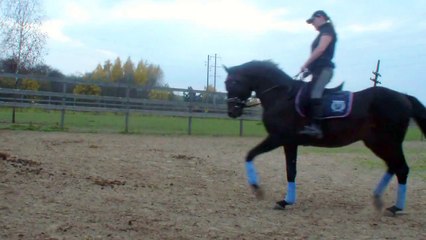 IZBORSK Orlov-Rostopchin (Russian Riding Horse) stallion