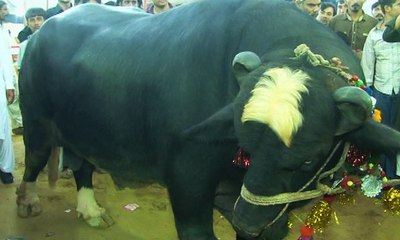Sher-e Pakistan in Karachi's Maweshi Mandi