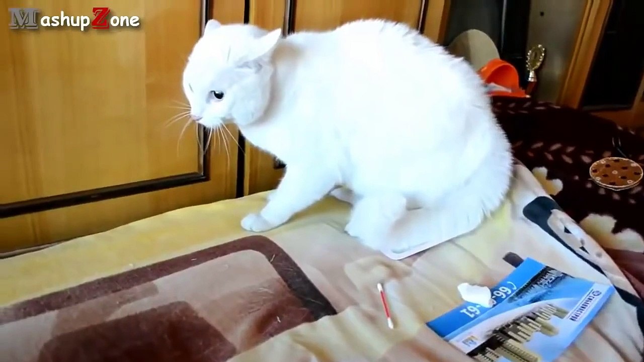 Skrämda katter - Bästa samlingsklipp - 2014