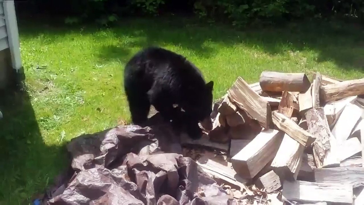 Idiot Encounter with a Bear