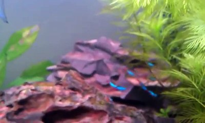 Angelfish Fin Rot HELP!!