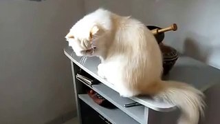 Bibi il gatto dallo sguardo magnetico