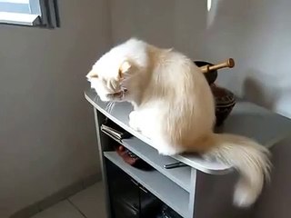 Bibi il gatto dallo sguardo magnetico