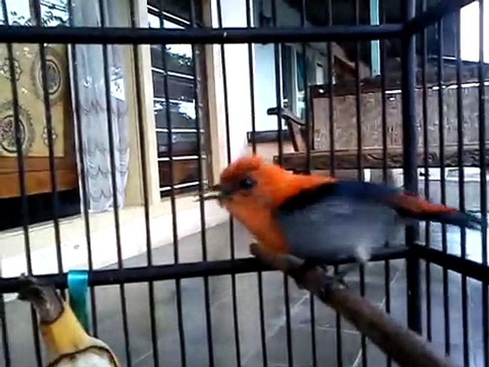 Burung kemade/cabe jawa_milik Rossi Yusuf_MLG