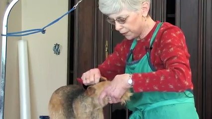 Trimming the Lakeland Terrier Part 1