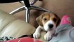 Beagle pup doing the famous head tilt to me whistling @ 10 weeks old