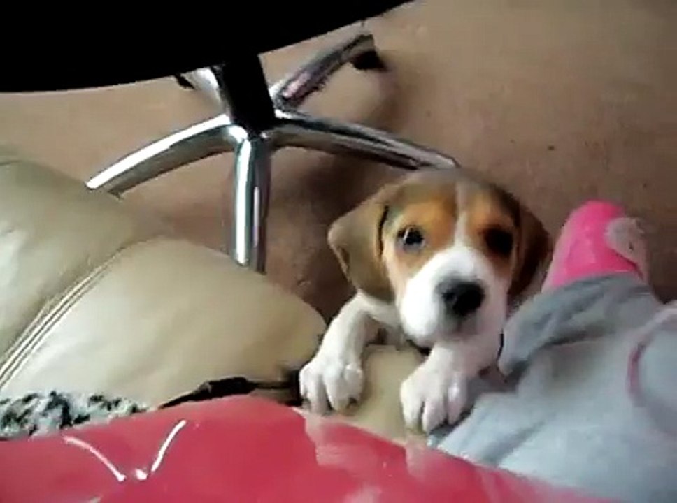 Beagle pup doing the famous head tilt to me whistling @ 10 weeks old