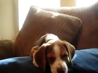beagle puppy howl