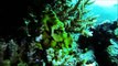Scuba diving in Fiji - Taveuni Island (HD)