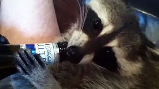 Pet Raccoon drinking beer!