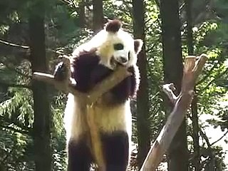 A panda scratches his head - パンダ耳かき（中国臥龍）