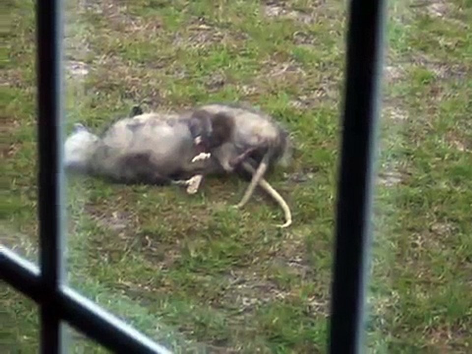 Possum Love