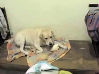 dogs eating and fighting for cabbage