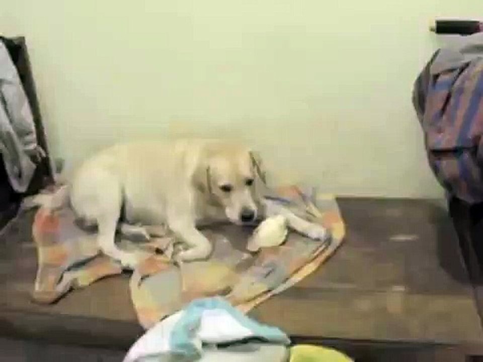 dogs eating and fighting for cabbage