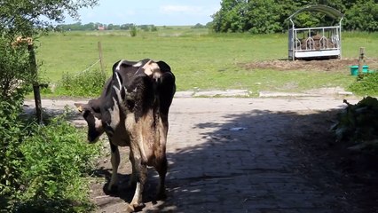 Almas erste Schritte ....