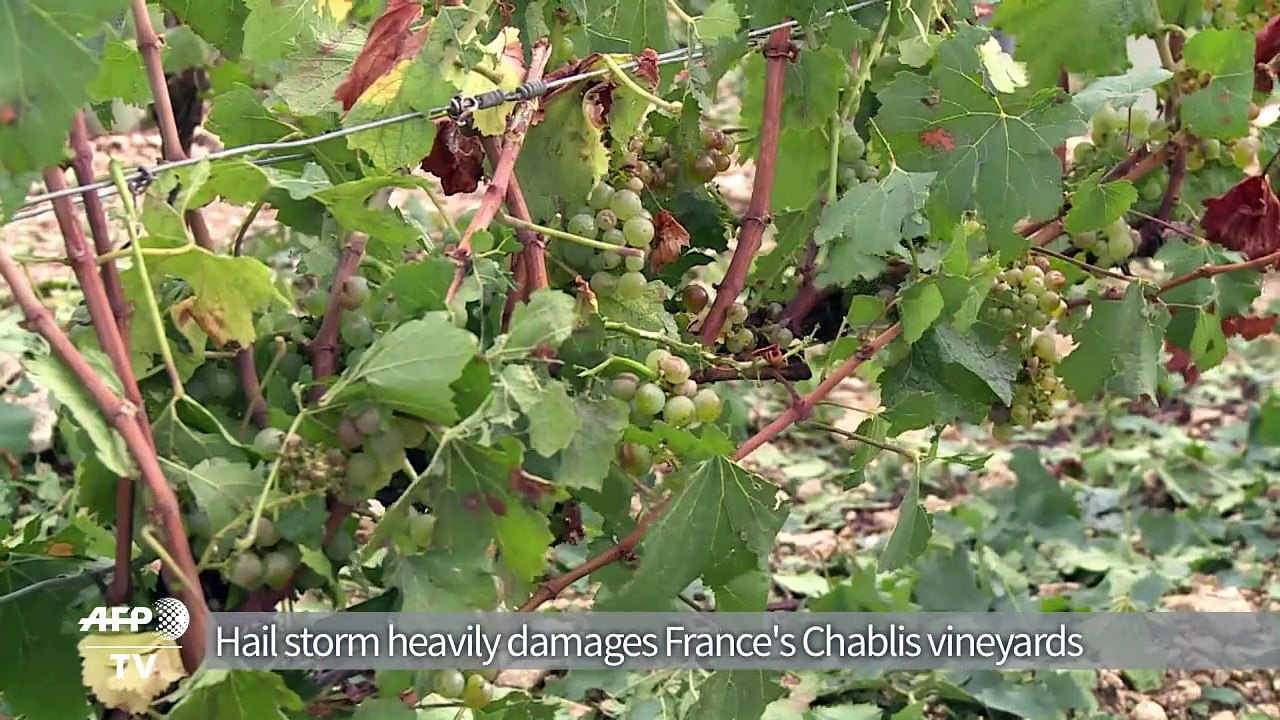 Chablis, Irancy vineyards damaged by hail storm