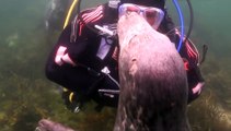Seal plays with diver and loves having a belly rub! So cute!