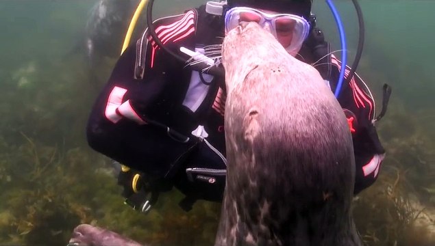 Seal plays with diver and loves having a belly rub! So cute!