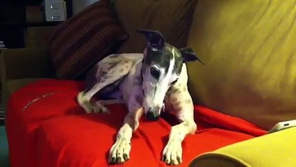 Bella the Greyhound is introduced to Mishka