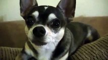 Talking Dog says I Love You, Smartest Talking Chihuahua, Hilarious Dog Video, funny chihuahua
