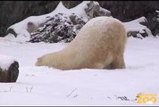 Snow Day at Brookfield Zoo's Great Bear Wilderness