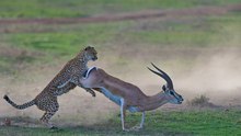 Cheetah VS Gazelle - Gazelle Wins!