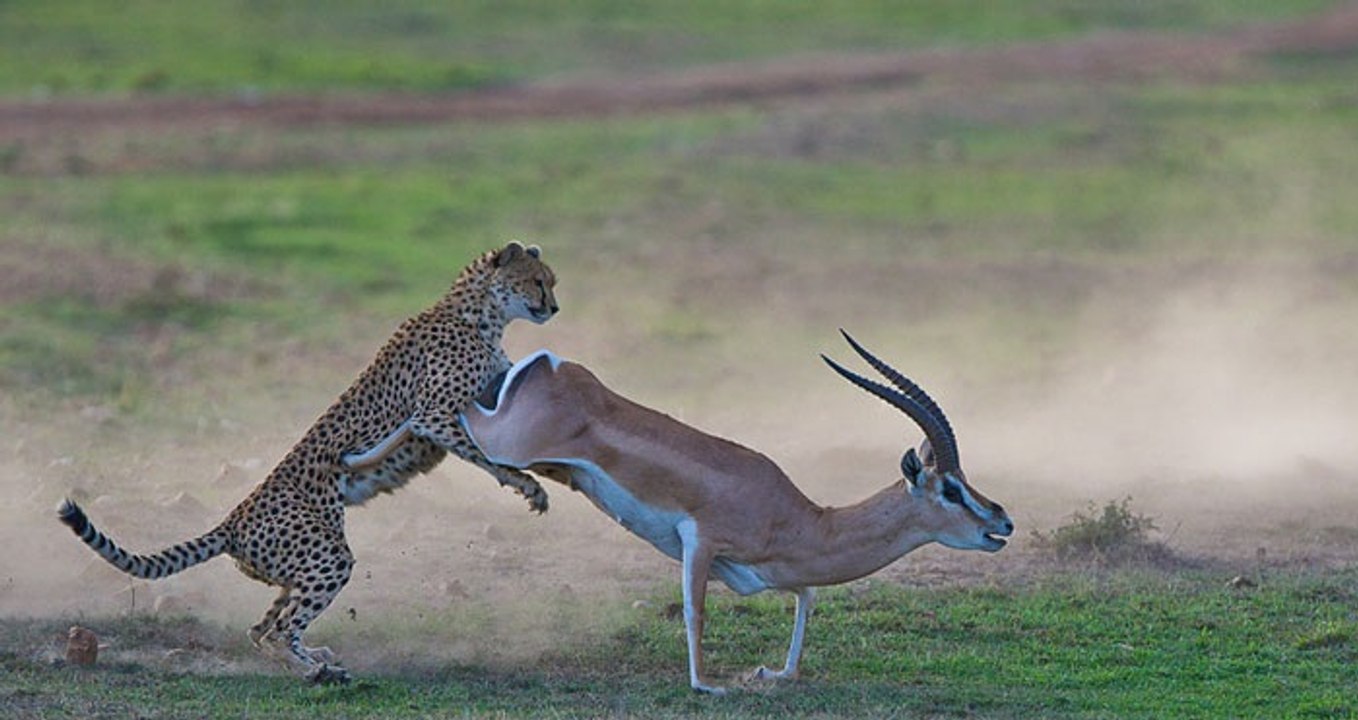Cheetah VS Gazelle - Gazelle Wins!