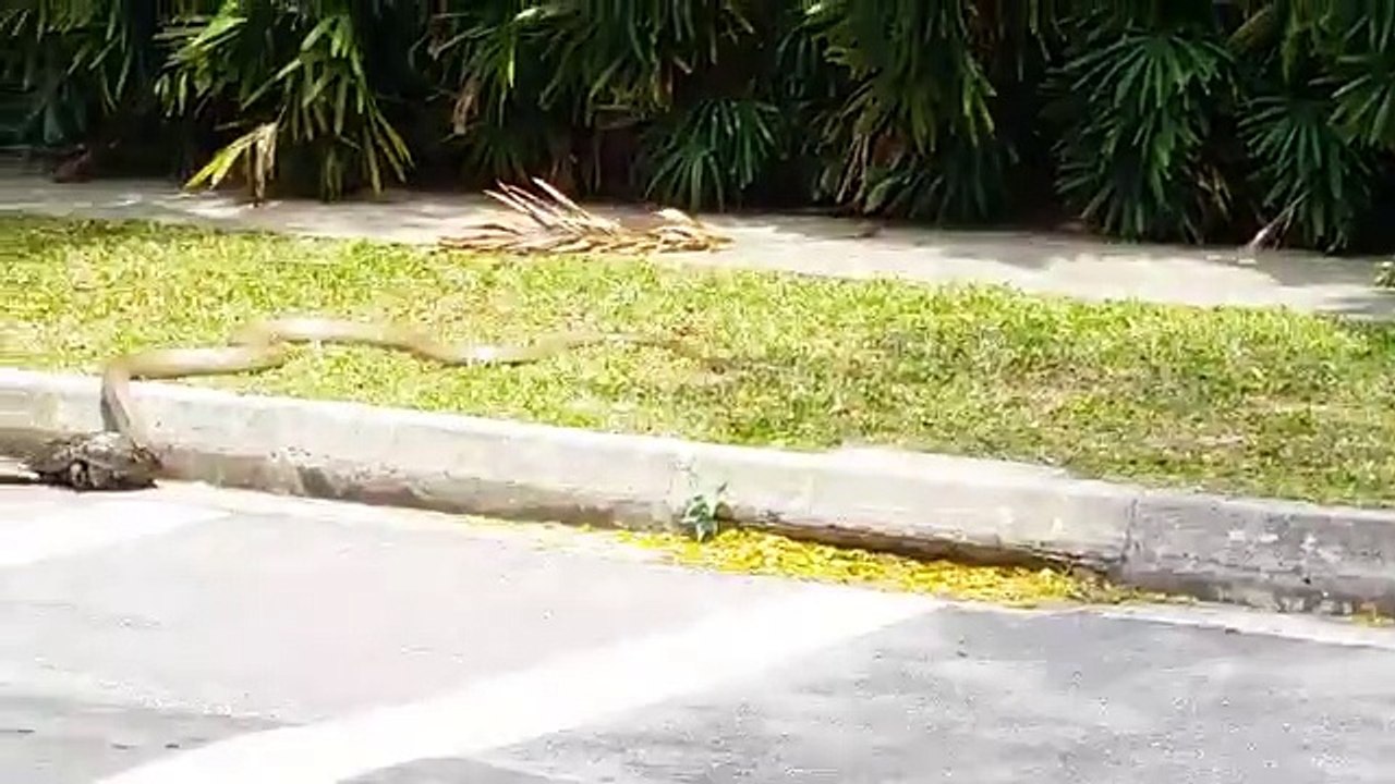 Cobra vs Python