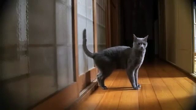 Умный кот стучится в дверь :)