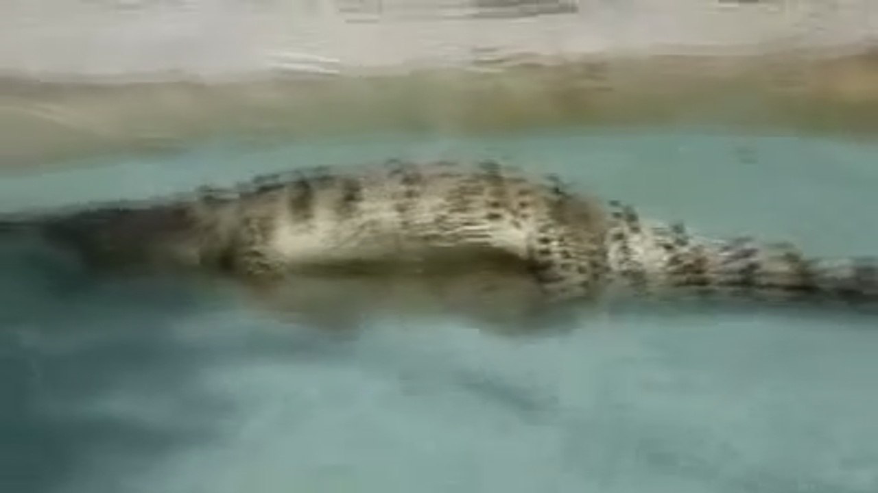 Crocodile mate!
