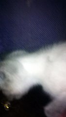 You wont belive what my cat was eating!!!