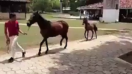 Gardez un oeil sur le petit poney derrière !