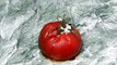 101 - Tomato Rotting - Time Lapse Photography