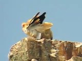 Egyptian Vultures