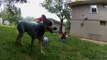 Blue Heeler puppies first outside adventure