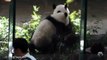 2014-07-20 圓仔撒驕背後抱圓麻(The Giant Panda Yuan Yuan with Yuan Zai)