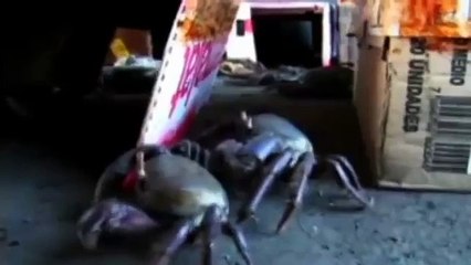 CARANGUEJOS PROTESTAM, salvem o Cocó!