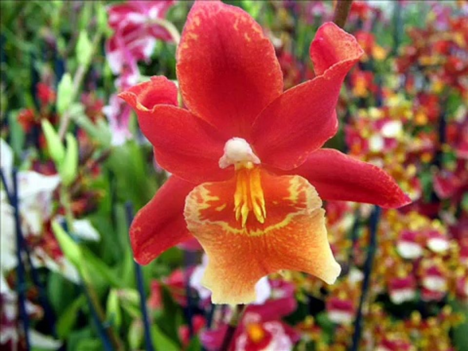 "Exotische Orchideen von der Blumen-Riviera"-Eine Slideshow v.Wolfgang Schmökel