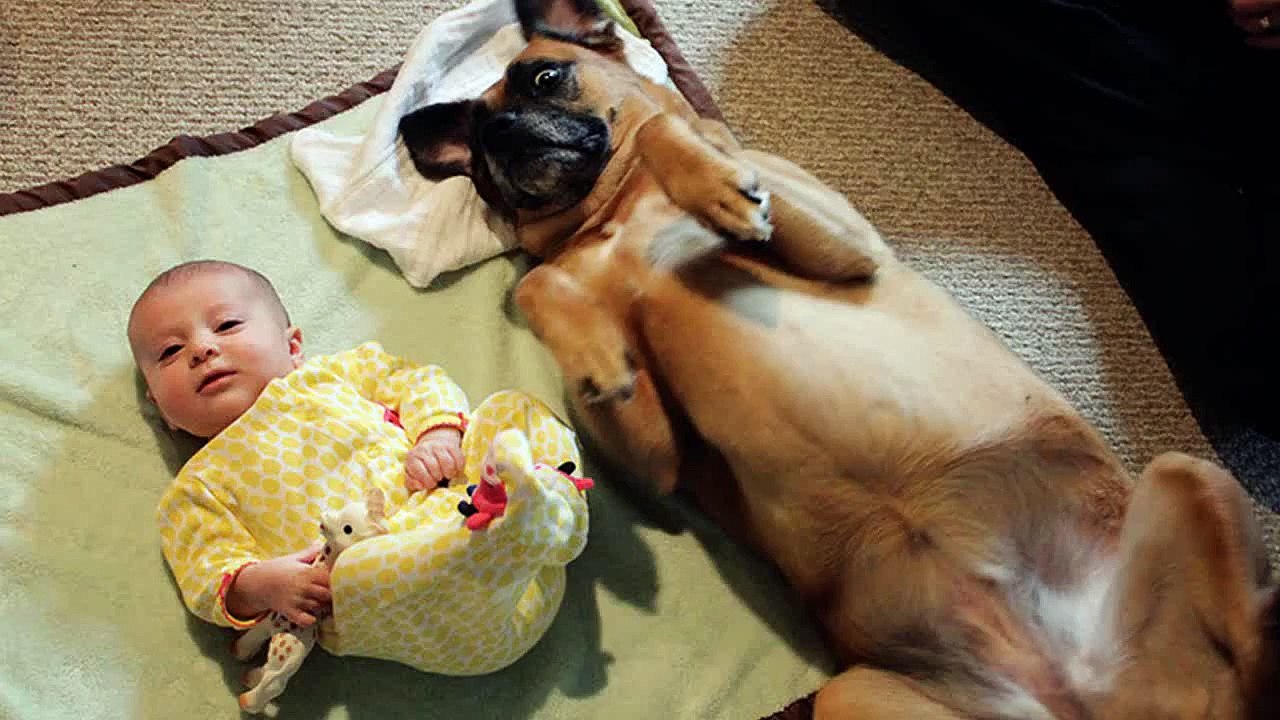Funny dogs and babies talking   Cute dog & baby compilation | funny pets | funny pets videos