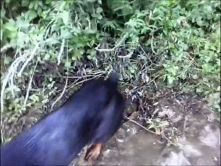 Priska à la riviere