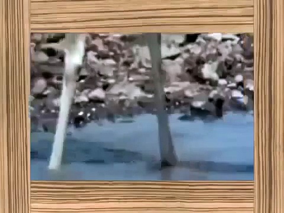 Amazing Animal Fights, Wild Animal Attacks Must See (HD) Amazing Documentary 2015 new