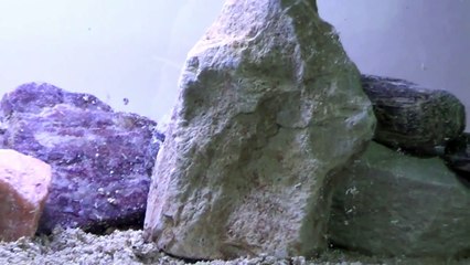 How to set up a simple African tank for the beginner