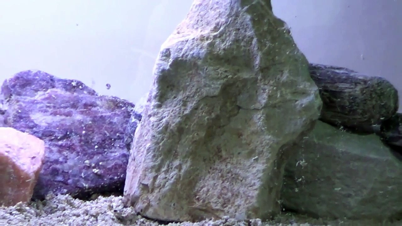 How to set up a simple African tank for the beginner