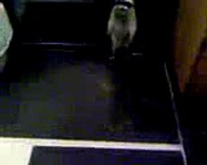 Feeding Raccoon