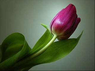 Chaand Meri Zameen Phool Mera Watan- National Song