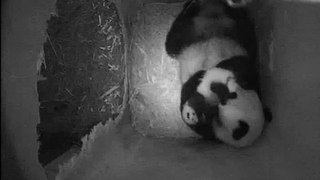 15.11.2010 Yang Yang und ihr Pandanachwuchs werden immer aktiver