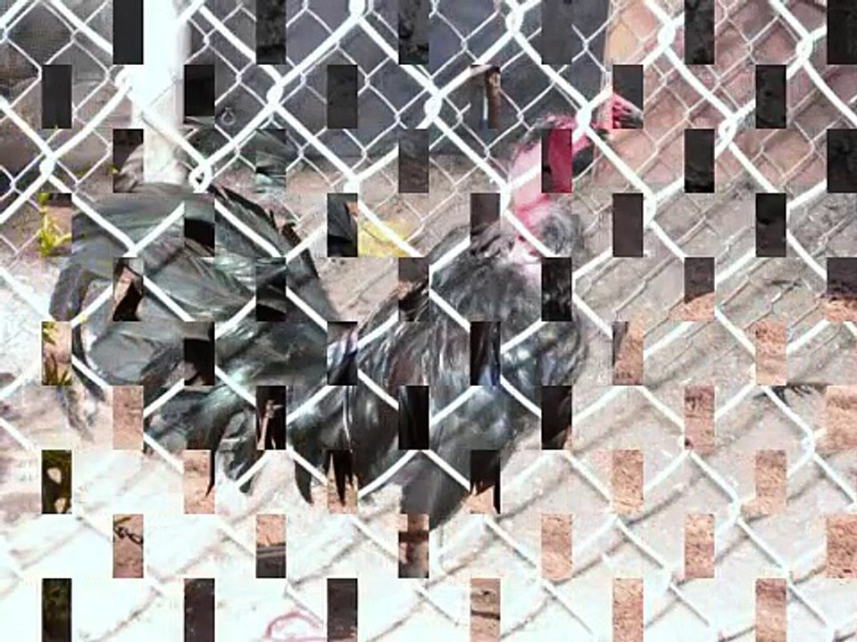 gallos de pelea linea pelones (malgaches)